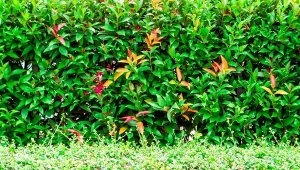 Żywopłot modułowy to rozwiązanie dla tych, którzy chcą mieć osłonę domu i ogrodu od ręki.