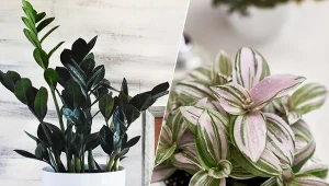 Jakie kwiaty doniczkowe są teraz modne? Poznaj 12 najciekawszych odmian.