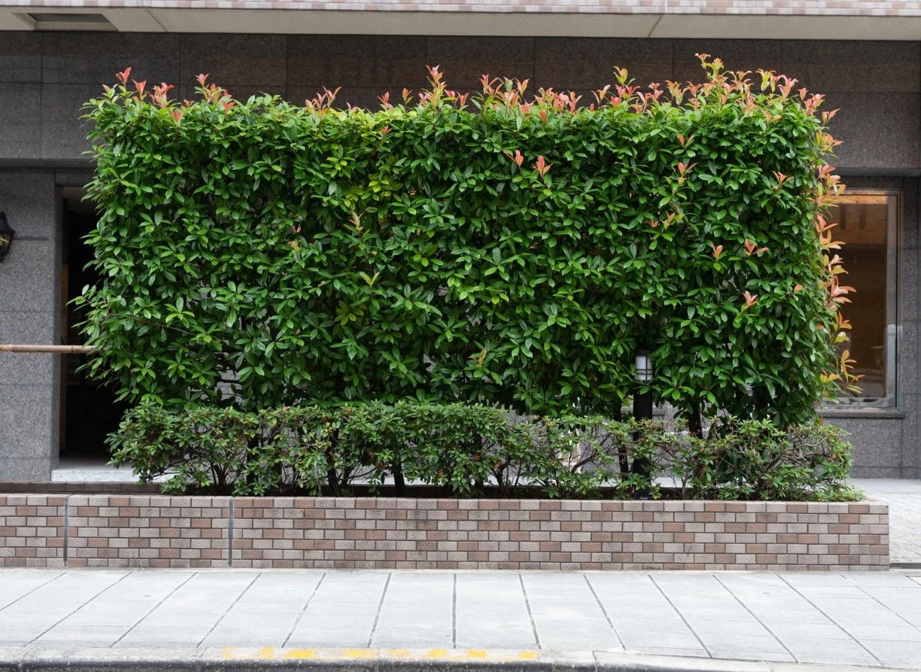 Ceny żywopłotów modułowych zaczynają się od kilkuset złotych za metr bieżący