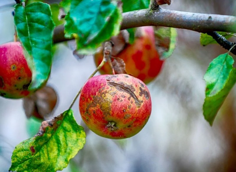 Oprysk mocznikiem chroni przed parchem jabłoni