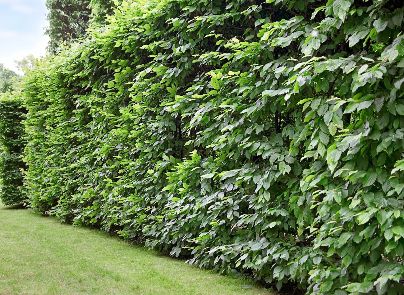 Żywopłoty modułowe można sadzić właściwie przez cały rok, ale potrzebują odpowiedniego miejsca