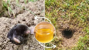 Krety i nornice wywołują ogromne szkody w ogrodzie i na działkach.