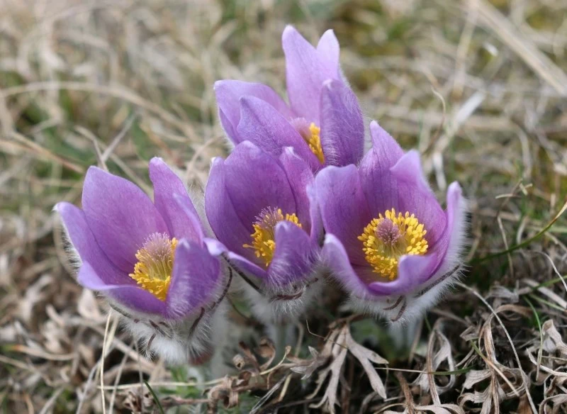 Sasanka zwyczajna ma śliczne kwiaty pokryte filcowatym owłosieniem
