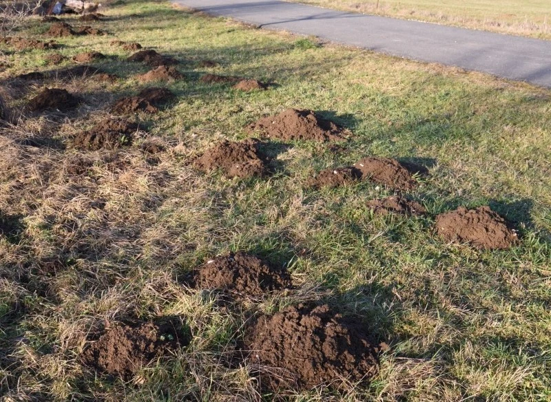 O obecności kreta czy nornicy świadczą charakterystyczne ślady