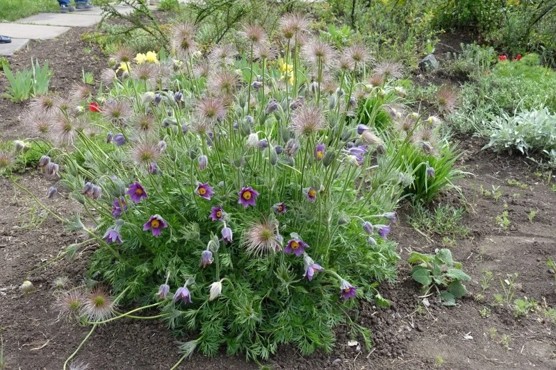 Po przekwitnięciu sasanki zwyczajne wytwarzają kuliste owoce z długimi włoskami