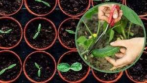 Dobór odpowiedniej odmiany jest pierwszym krokiem do udanych zbiorów ogórków.