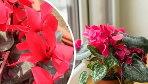 Fiołek alpejski to spektakularna roślina o niezwykłych kwiatach, które pojawiają się zwykle w okresie zimowym.