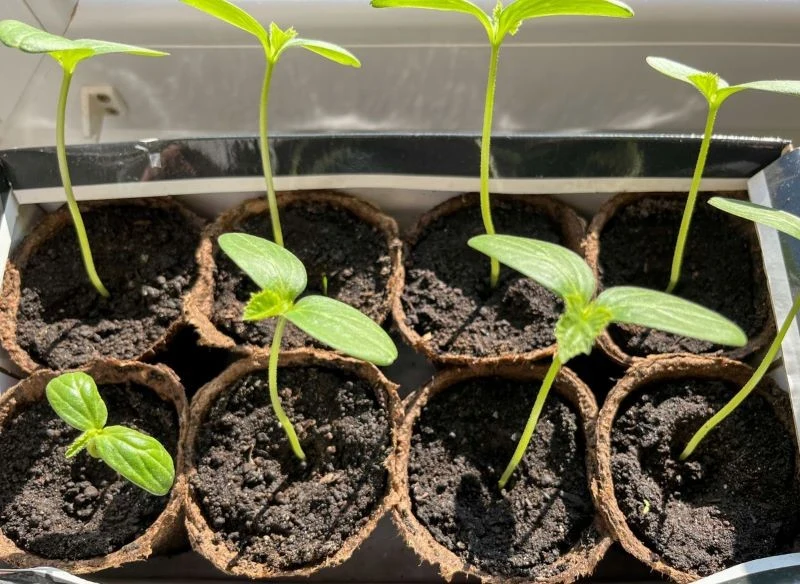 O rozsadę ogórków trzeba właściwie zadbać