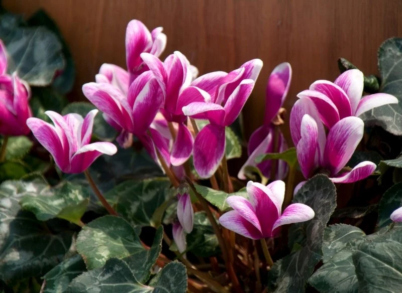 Dla obfitego kwitnienia fiołek alpejski wymaga jasnego stanowiska (ale nie bezpośrednio nasłonecznionego)