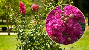 Najdłużej i spektakularnie kwitnący krzew. Sadzenie i uprawa mirtu krepowego