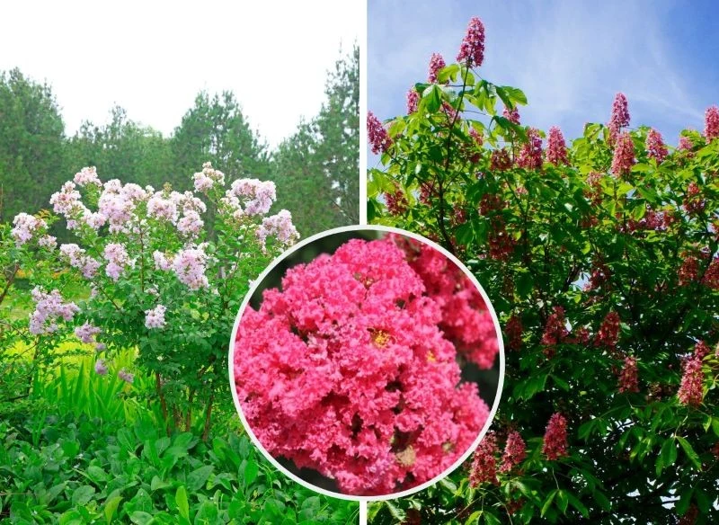 Mirt rosnący w klimacie ciepłym rozkrzewia się i kwitnie nawet do 100 dni