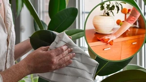 Czy rośliny doniczkowe mogą sprawić, że w domu będzie mniej kurzu?