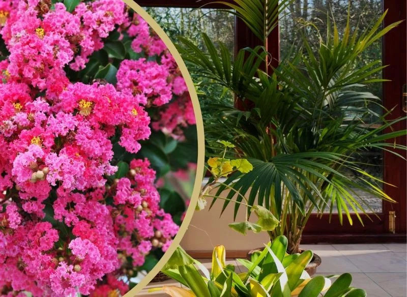 W klimacie umiarkowanym mirt krepowy najlepiej rozrośnie w domowej oranżerii, gdzie jest ciepło i wpada dużo światła słonecznego