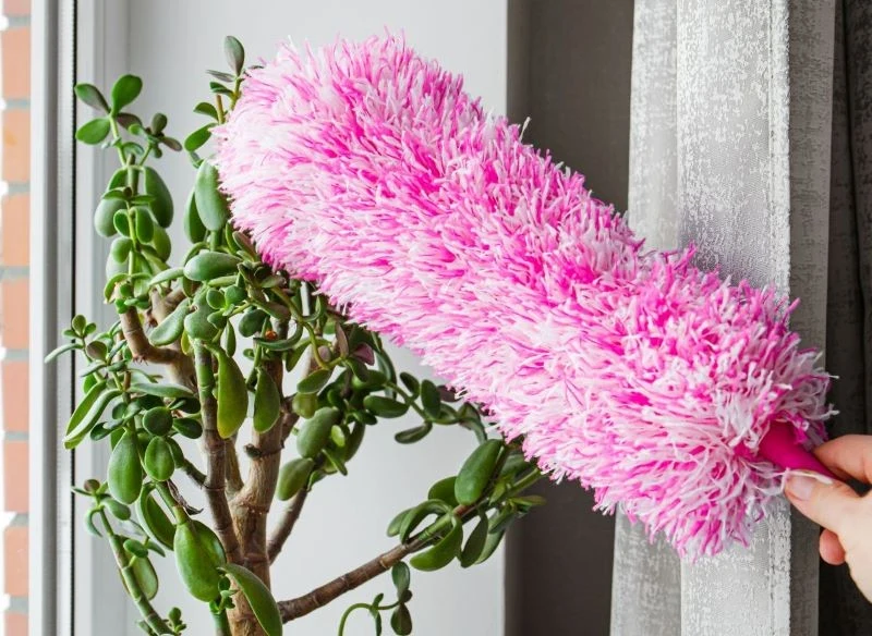 Kurz osadza się nie tylko na meblach, ale również na roślinach domowych