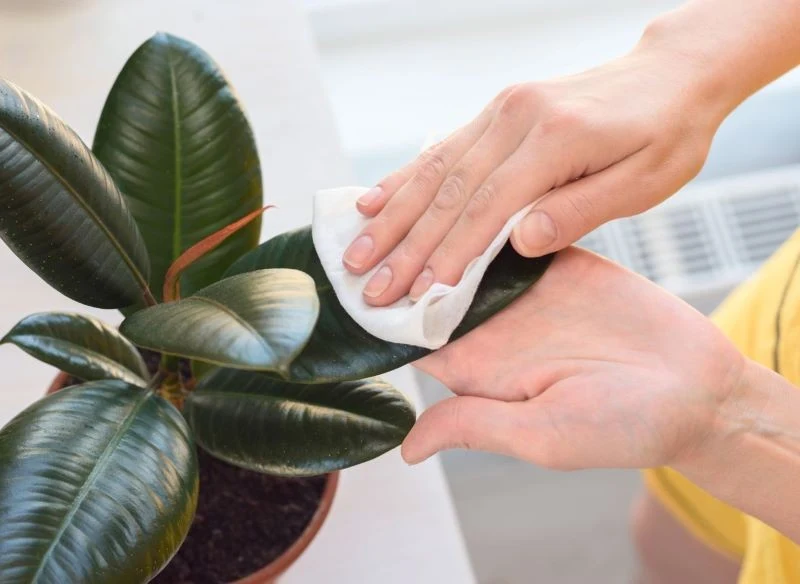 Kurzu z liści roślin trzeba się systematycznie pozbywać