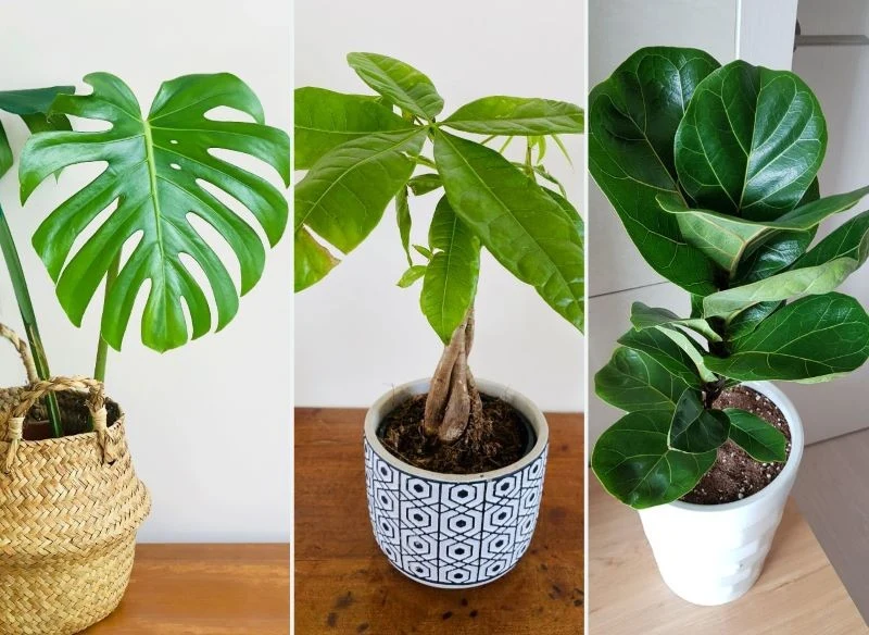 Monstera, pachira wodna i figowiec dębolistny świetnie wyłapują kurz z powietrza