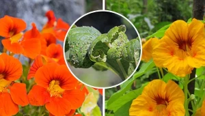 To, kiedy i jak siać nasturcje ma znaczenie, ponieważ kwitnąc, wabią one mszyczniki. To naturalny sposób na mszyce.