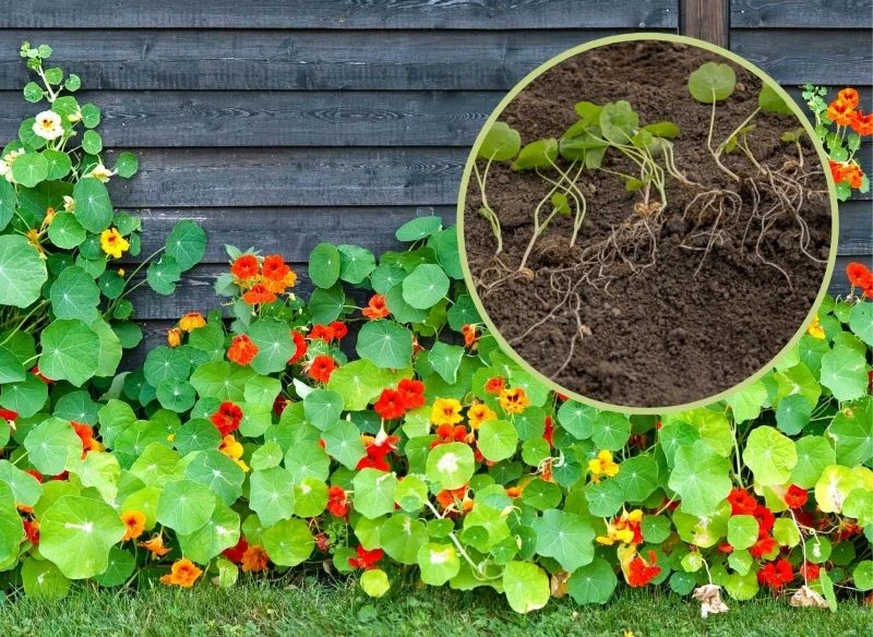 Niewielkie sadzonki nasturcji w ogrodzie potrafią niewiarygodnie się rozrosnąć