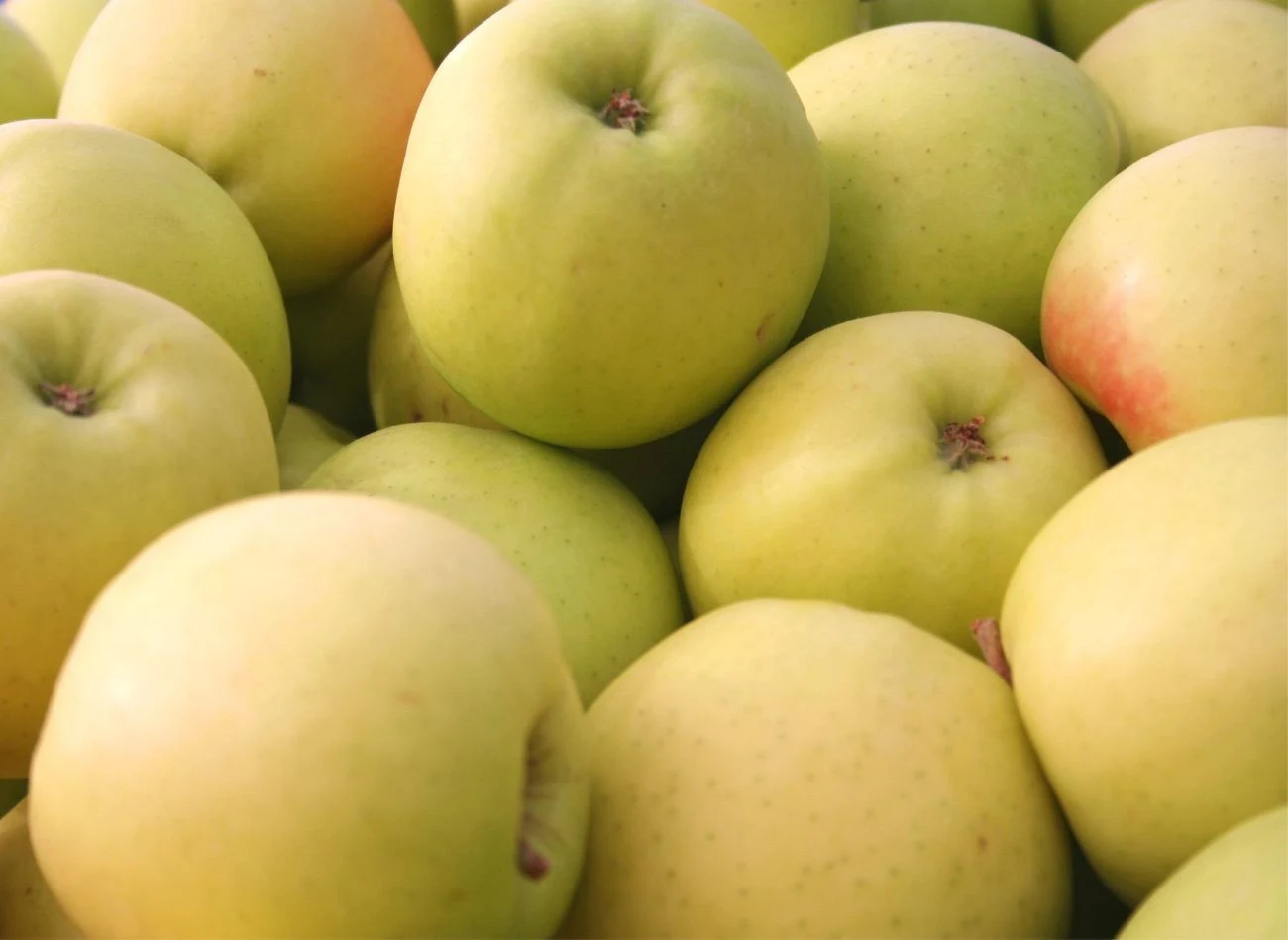 ' Golden Delicious' to słodka, soczysta i w smaku przypominająca gruszkę odmiana jabłoni zimowej