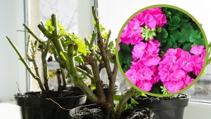 Jak budzić pelargonie po okresie spoczynku, aby bujnie zakwitły w sezonie?