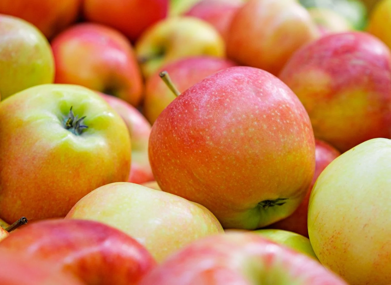 Odmiana 'Jonagold' ma duże, twarde i soczyste owoce