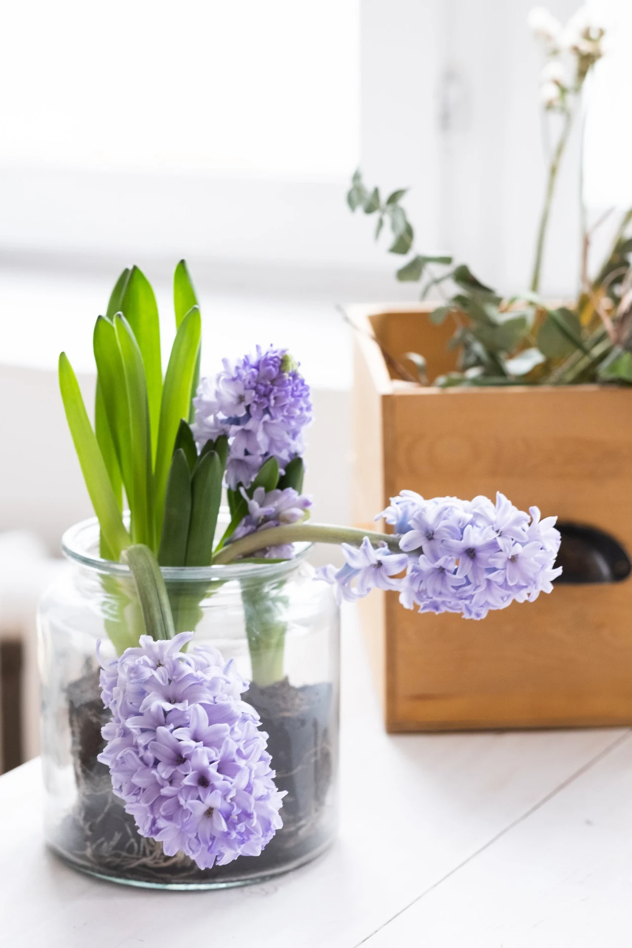 Hiacynt wchodni to najpopularniejsza i najchętniej wybierana odmiana tego kwiatu