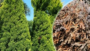 Tuje brązowieją od środka i schną? Omawiamy  najczęstsze powody.