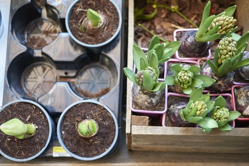 Podłoże, w którym rosną hiacynty, powinno być stale wilgotne
