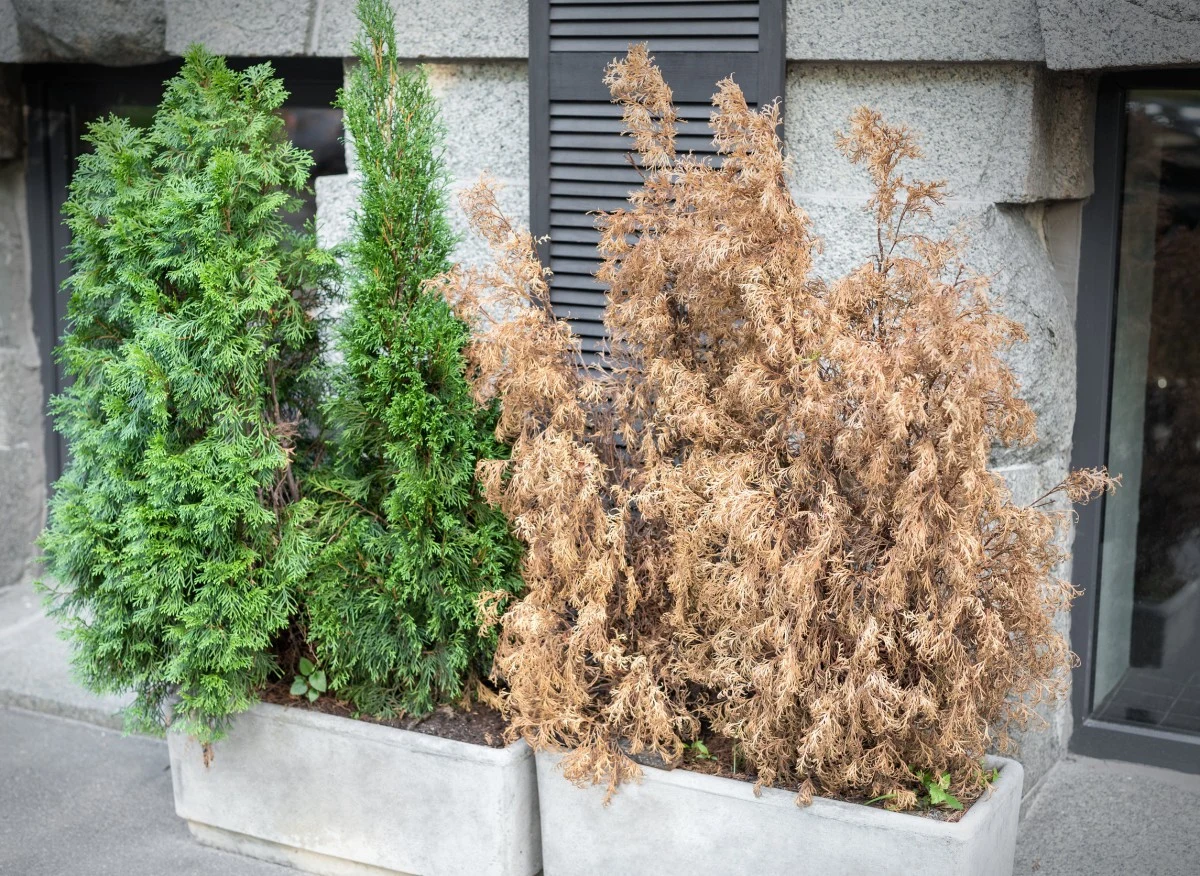 Dlaczego tuje zasychają