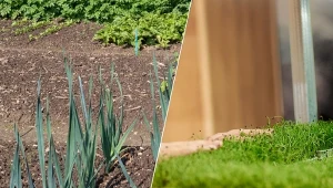 Wysiew pora nie jest skomplikowany, a zebrane okazy są smaczniejsze i bardziej dorodne niż te ze sklepu. Fot. 123rf.com/CanvaPro