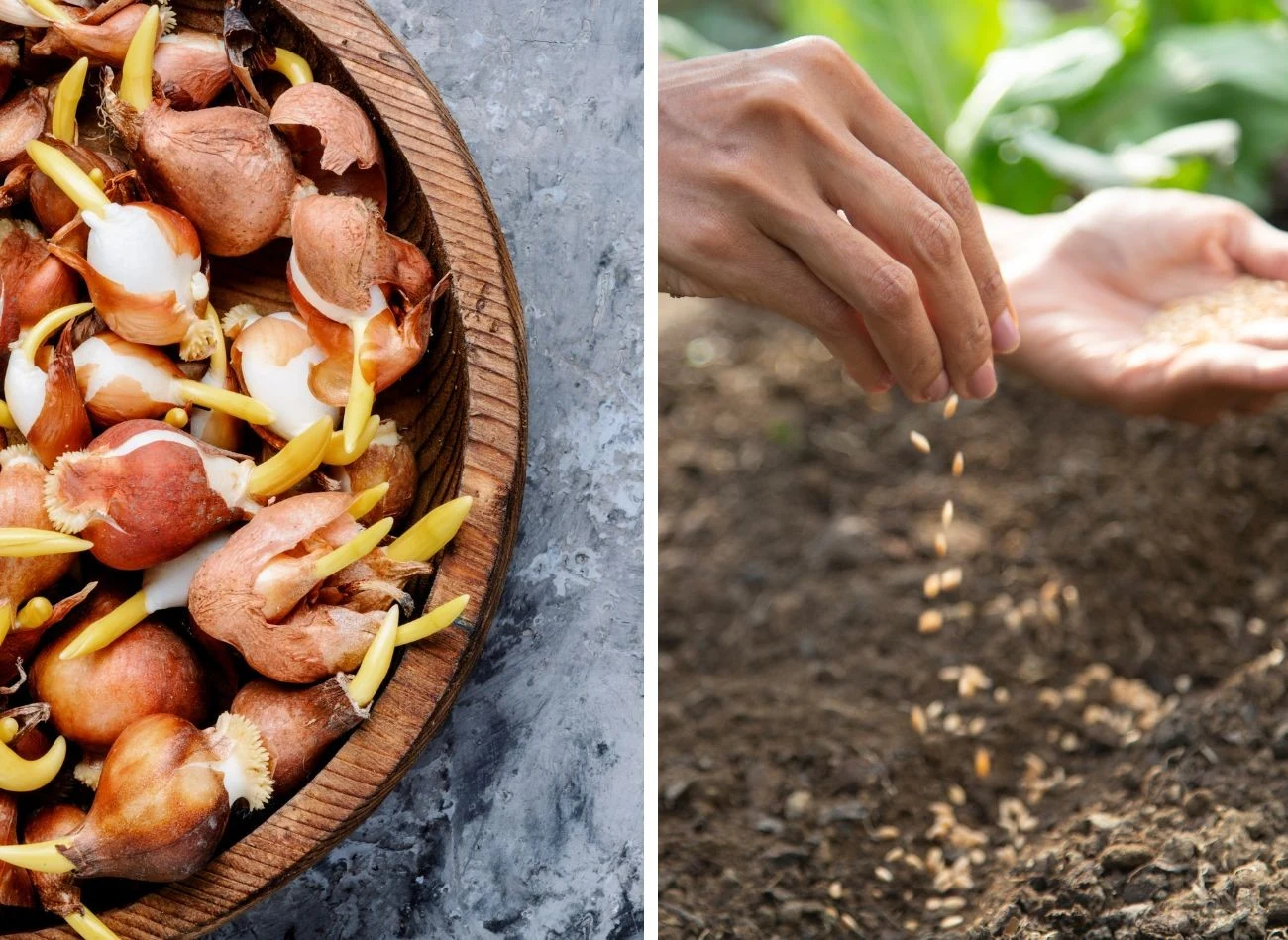 Puder dla niemowląt ma również zastosowanie w ogrodnictwie