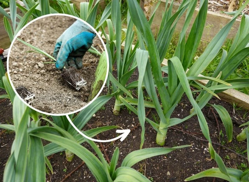 Ekologiczne warzywa to najbezpieczniejszy wybór