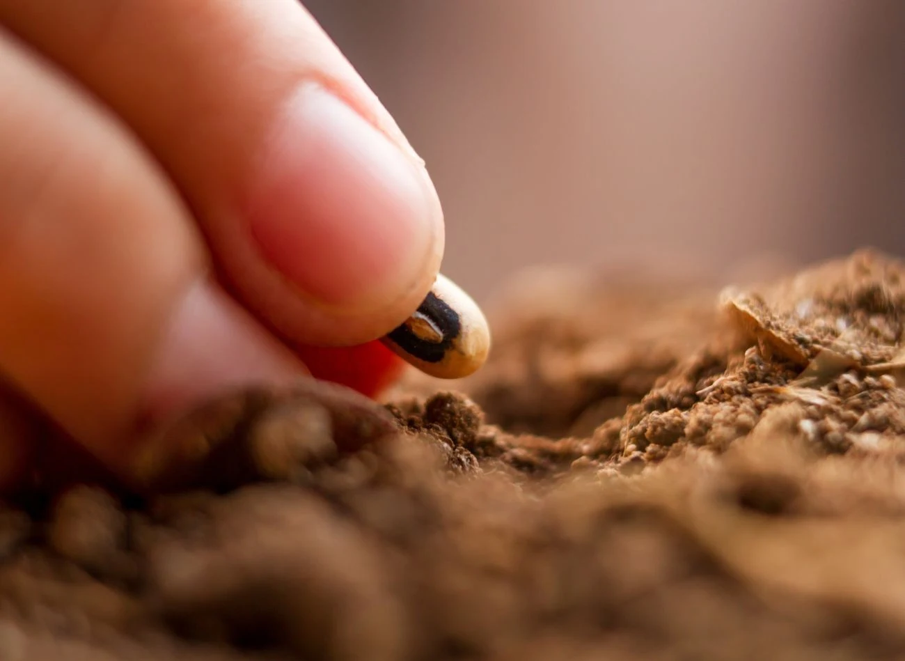 Nasiona jodły można wysiać do doniczki lub bezpośrednio do gruntu