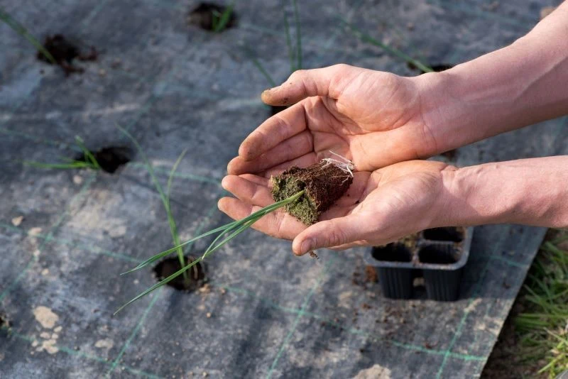 Sadzonka pora jest maleńka i wrażliwa na suche podłoże, trzeba zapewnić jej odpowiednie warunki do rozwoju