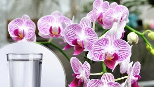 Domowe mikstury do podlewania kwiatów