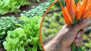 Czy uda ci się rozpoznać 15 warzyw po liściach?