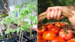 Dowiedz się, na co zwrócić uwagę podczas uprawy pomidorów.