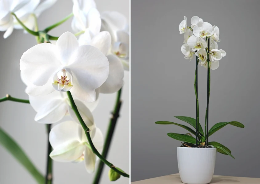 Dodaj kilka kropel cytryny do wody, w której moczysz storczyki