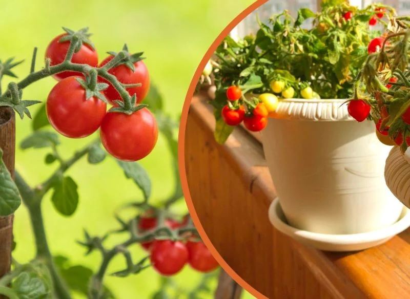 Trzymaj się kilku zasad, a uprawa pomidorów w ogrodzie lub na balkonie nie sprawi ci trudności