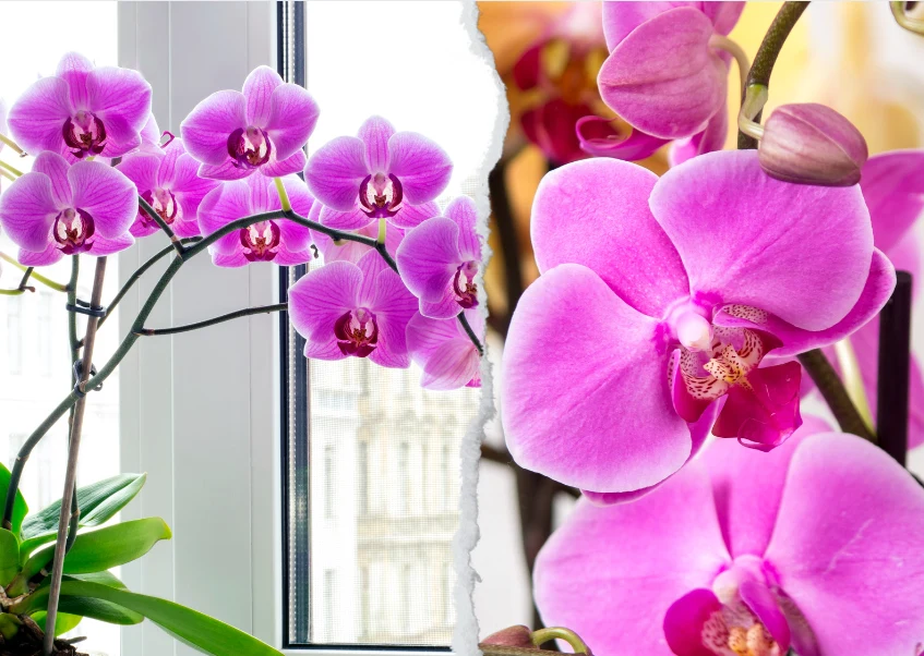 Jeśli na storczykach pojawią się mszyce, przygotuj napar z czarnej herbaty