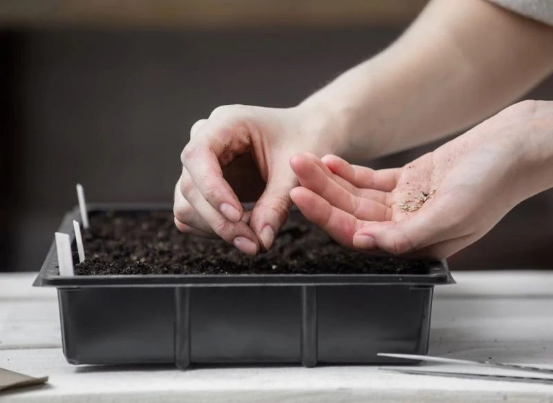 Wczesna wiosna to dobry termin na wysiew nasion pomidorów