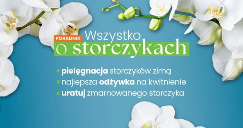 Storczyki to z pewnością jedne z ulubionych roślin doniczkowych Polaków