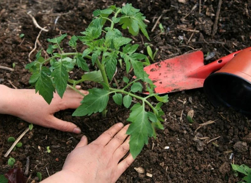 Sadzonki pomidorów sadzimy w gruncie w drugiej połowie maja