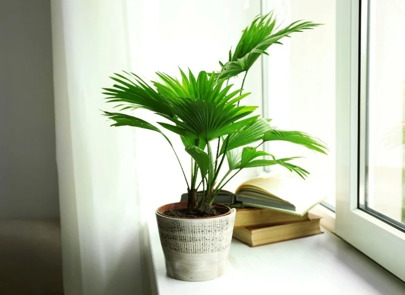 Liwistona australijska preferuje stanowiska jasne, ale nie bezpośrednio nasłonecznione