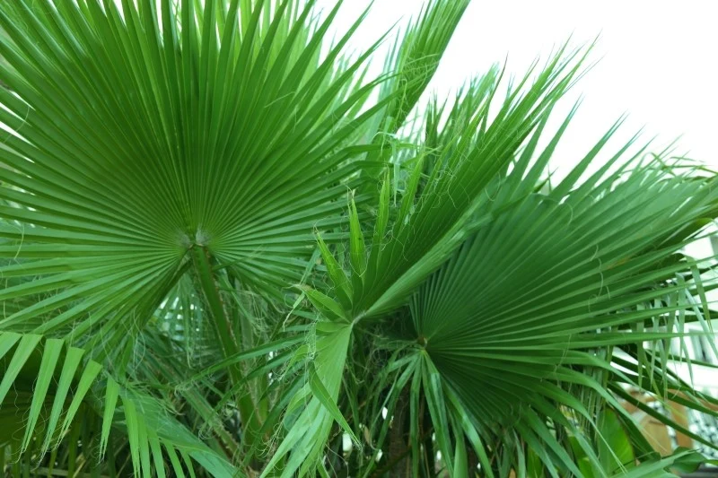 W warunkach domowych liwistona australijska może dorastać do dwóch metrów wysokości