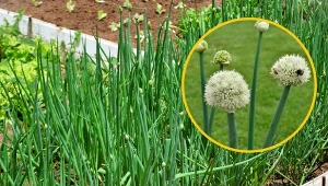 Cebula siedmiolatka, najlepsza na gruby szczypior odmiana cebuli, wymaga przycinania kwiatów - to poprawia smak liści.