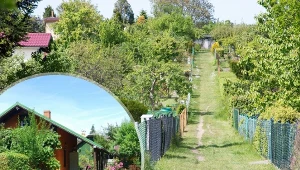 Ile trzeba zapłacić, żeby móc korzystać z ogródka ROD./REPORTER