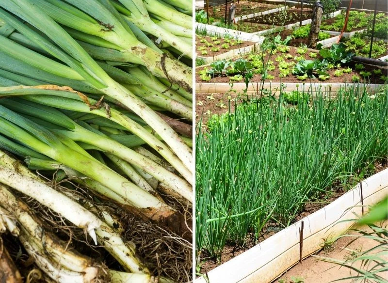 Im częściej będziesz ją zrywać, tym więcej liści wypuści i tak przez wiele lat