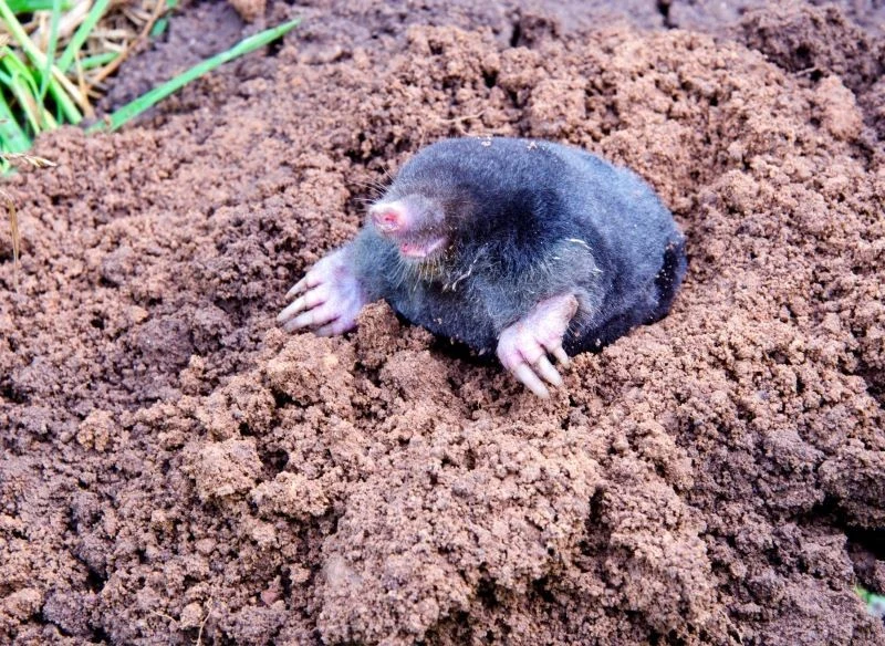 Gdy robi się cieplej, kret zaczyna żerować w wyższych warstwach gleby