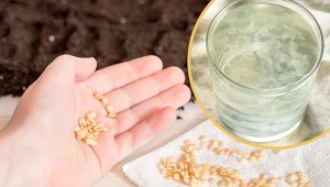 Podpowiadamy, jak przygotować nasiona pomidora do siewu, aby uzyskać zdrowe i obfite plony.